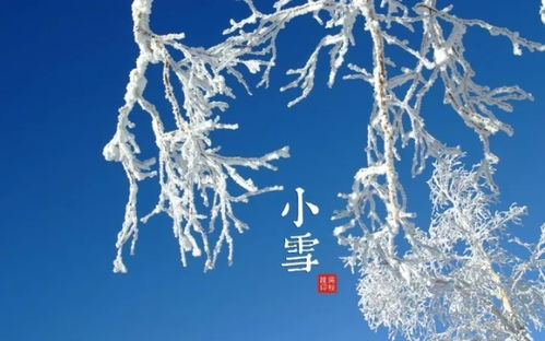 日照春松的寒雪青松最大运数是多少？