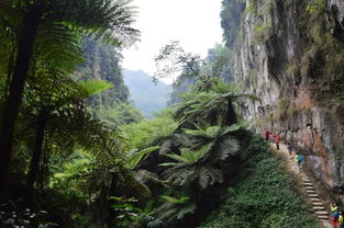 八、嘉阳·桫椤湖景区——森林浴+童话森林探险记