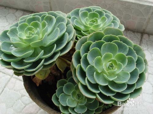 什么花不挑环境,不挑气温的花风水