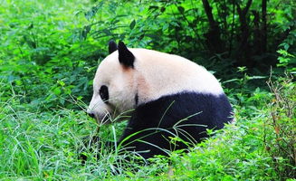 避坑指南：成大熊猫基地的生存法则