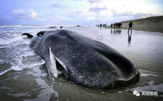 第二章：海边的异象