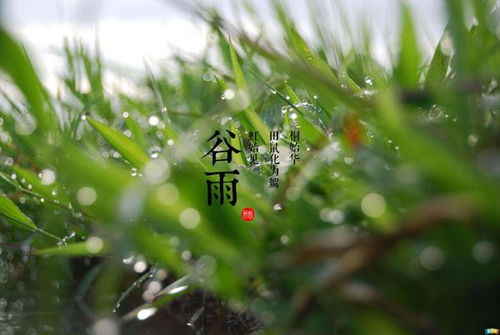 2026年谷雨对应的生肖是什么，明年是哪个生肖年？