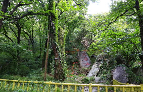 花果山：一场充满失望与惊喜的奇幻之旅