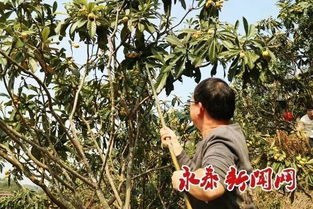 关于采摘技巧和注意事项