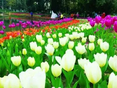 2.1 荷花季节——只在特定年份才开！