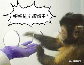 猴哥的爱情大冒险：到底想要啥样的女人？
