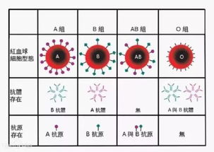 2026年黄历警告！O型血要注意这些！