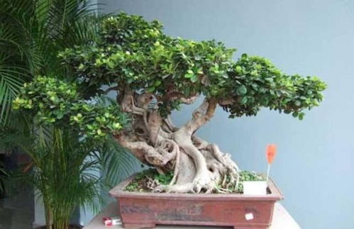榕树盆景的寓意及象征,榕树盆景的风水作用禁忌