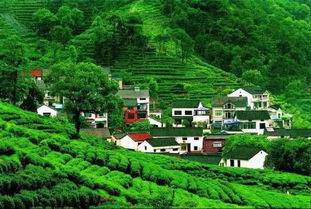 生态茶园：清香满屋