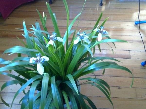 栽兰花的风水禁忌,栽植兰花