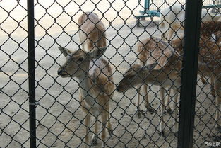 哭死！这些动物都快抑郁了