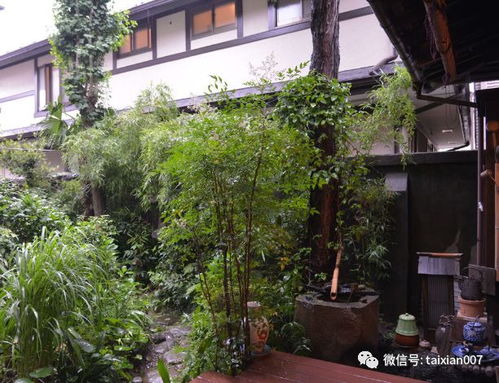 庭院竹子种植竹子风水讲究,庭院种竹子的风水