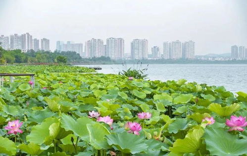 3. 禅修圣地：心灵的净化之旅