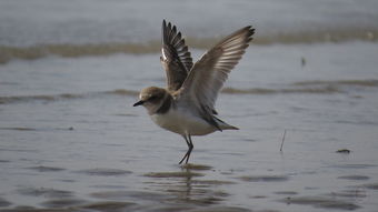 草海边的那些鸟儿们是不是比我还悠闲啊？