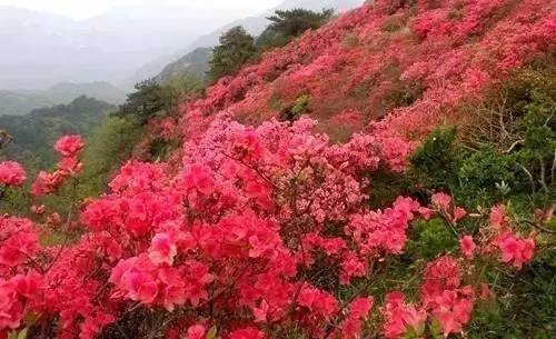 2.1 红色的海洋， 淹没理智