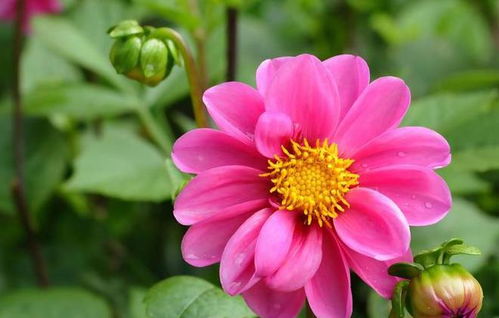 三月出生：桃花 & 虎（寅）