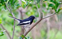 嘴上春风打一准确生肖动物指的是羊，展翅天际迎春风打一动物指的是鹰。改写为：嘴上春风指的是什么生肖动物？展翅天际迎春风指的是哪种动物？