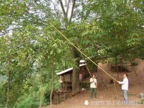 怎样正确地种植核桃树？