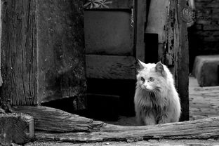猫的注视