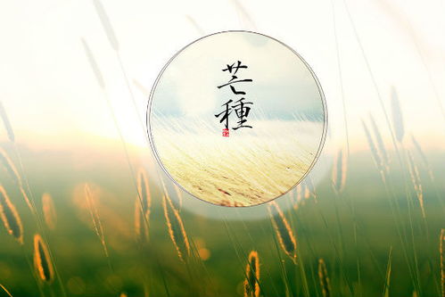 芒种习俗：传统活动盘点，芒种风俗亮点纷呈