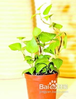 家里种藤类植物好不好,藤植物在家种风水