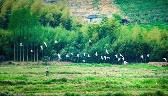 啊呀！西坡这破地方真的气死我了！