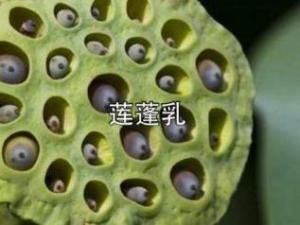 莲蓬乳下幽魂夜哭， 莲蓬裂开血泪成河，这难道不是传说中凄美哀婉的景象吗？