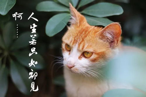 夜半的疑惑