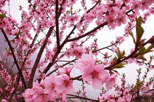 除了桃花还嫩堪什么? (反正闲着也是闲着)