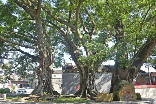 榕树风水禁忌有哪些？榕树不容人迷信说法对吗？