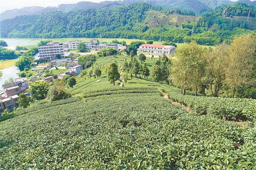 民宿探秘：田后蓬与茶语山舍
