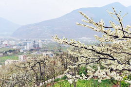上午：梨花海