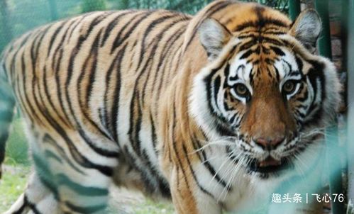 2026年属虎财运如何，1986年属虎的人招财吉祥物具体是什么？