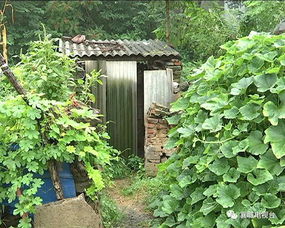 老张叨叨：这“开窗见山”到底啥意思？