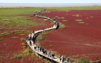 去盘锦必带的救命装备