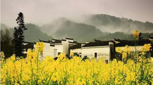 震惊！江西婺源这个鬼地方居然这么好玩？！2026年黄历显示宜出行！