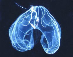 黑暗中的真实相：面具人与五行交叉点