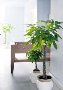 绿植护体！让植物帮你挡枪