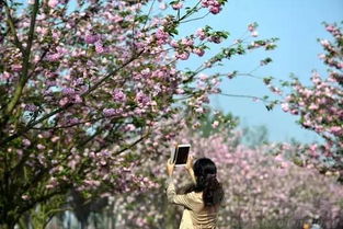 三、黔中樱花：粉色浪漫的花海盛宴