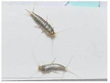 1.1 学名到底是个啥子？