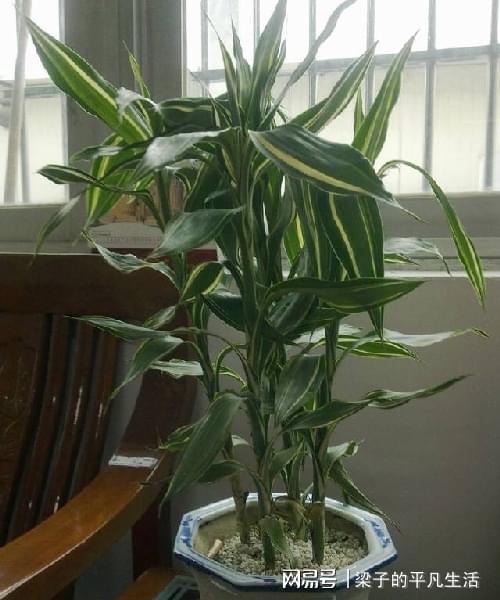 一、 有钱昂贵竹的神秘寓意