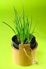 阳台适合种香菜吗,露台阳台种植香椿风水