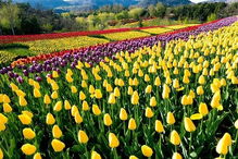 门票：这不是在卖票，是在卖肾！