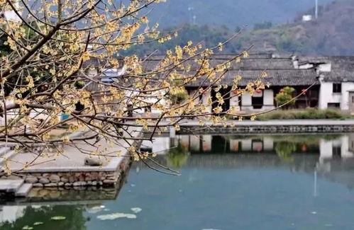 古镇不是“年味担当”，  是“人山人海”：2024年金鸡湖的“反节日”玩法