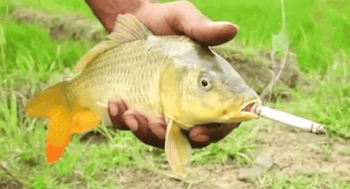 钓鱼风水：一场玄学与鱼竿的奇妙邂逅