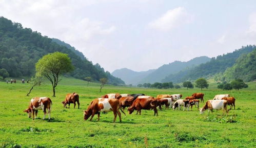 2026年黄历警告！这些日子去最划算