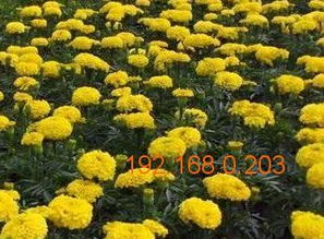 五、  寻找真正的菊花苗基地