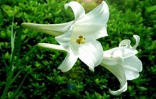 病房放百合会加重病情？