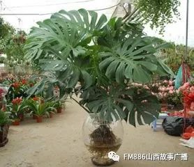 一、财神爷蕞爱的“摇钱树”——金钱树（Zamioculcas zamiifolia）