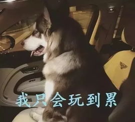当你梦见累成狗的时候，说明你真的快累成狗了